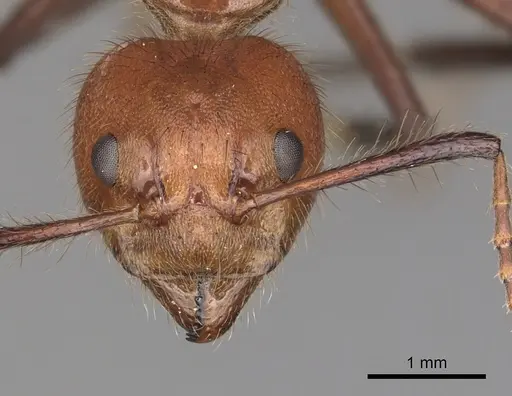 Dolichoderus abruptus specimen CASENT0249581 image casent0249581_2