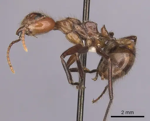 Dolichoderus abruptus specimen CASENT0249581 image casent0249581_3