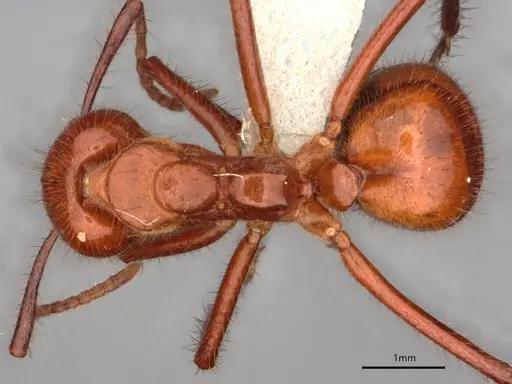 Dolichoderus abruptus specimen CASENT0866517 image casent0866517_1