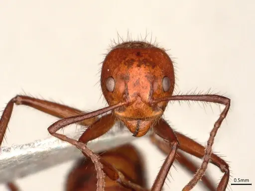 Dolichoderus abruptus specimen CASENT0866517 image casent0866517_2