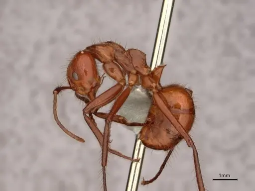 Dolichoderus abruptus specimen CASENT0866517 image casent0866517_3
