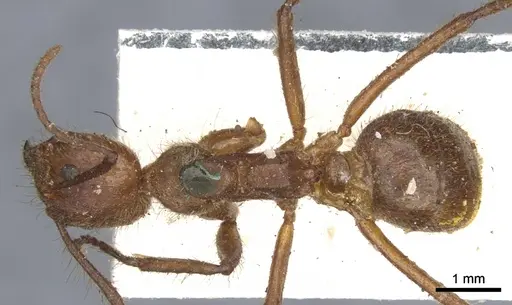 Dolichoderus abruptus specimen CASENT0902944 image casent0902944_1