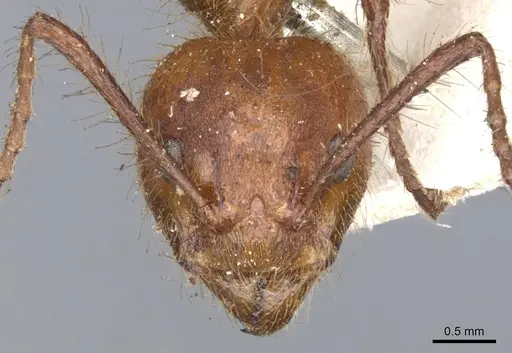 Dolichoderus abruptus specimen CASENT0902944 image casent0902944_2