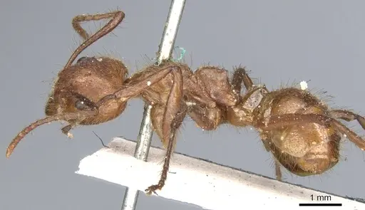 Dolichoderus abruptus specimen CASENT0902944 image casent0902944_3
