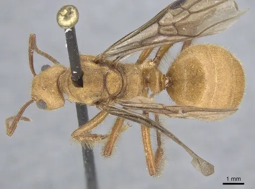 Dolichoderus abruptus specimen CASENT0915562 image casent0915562_1
