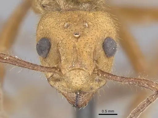 Dolichoderus abruptus specimen CASENT0915562 image casent0915562_2