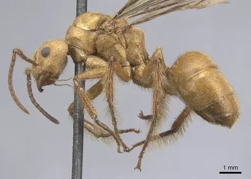 Dolichoderus abruptus specimen CASENT0915562 image casent0915562_3