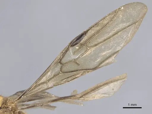 Dolichoderus abruptus specimen CASENT0915562 image casent0915562_4