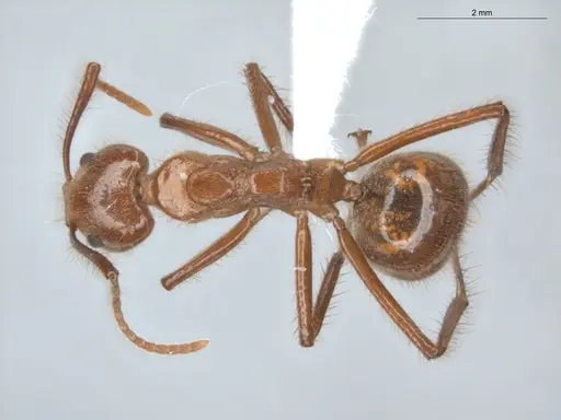 Dolichoderus abruptus specimen ECOFOG-BUG-0212-06 image ecofog-bug-0212-06_1