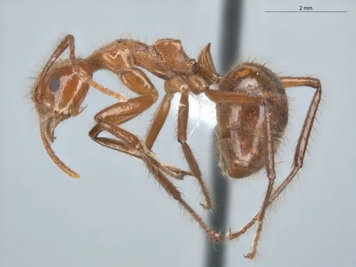 Dolichoderus abruptus specimen ECOFOG-BUG-0212-06 image ecofog-bug-0212-06_3