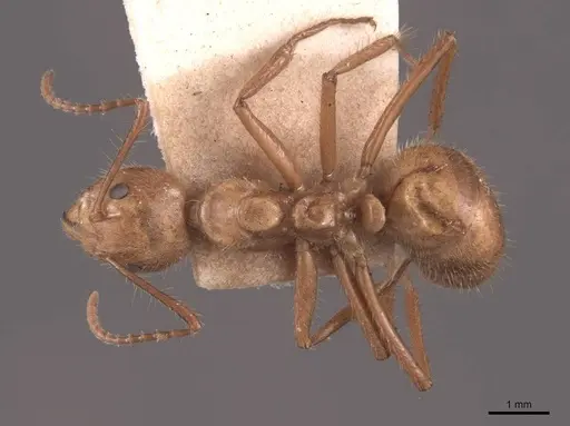 Dolichoderus abruptus specimen FMNHINS0000045048 image fmnhins0000045048_1