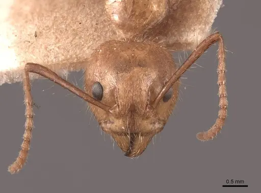 Dolichoderus abruptus specimen FMNHINS0000045048 image fmnhins0000045048_2