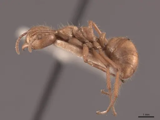 Dolichoderus abruptus specimen FMNHINS0000045048 image fmnhins0000045048_3