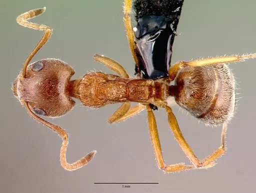 Dolichoderus affinis specimen CASENT0010640 image casent0010640_1