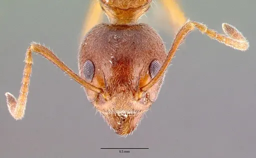 Dolichoderus affinis specimen CASENT0010640 image casent0010640_2