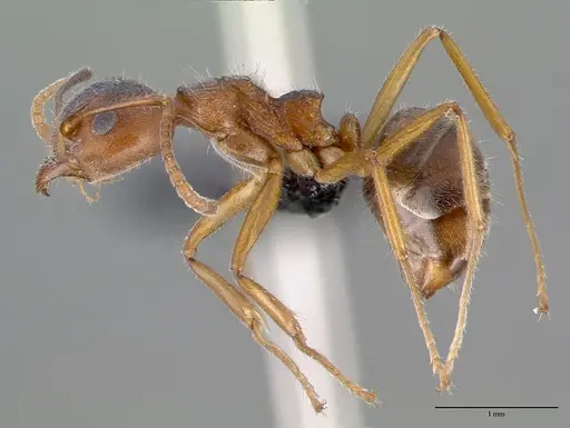 Dolichoderus affinis specimen CASENT0010640 image casent0010640_3