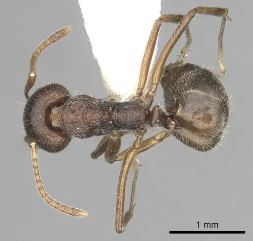 Dolichoderus affinis specimen CASENT0249575 image casent0249575_1