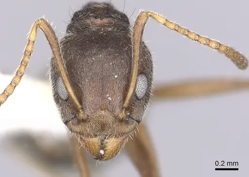 Dolichoderus affinis specimen CASENT0249575 image casent0249575_2
