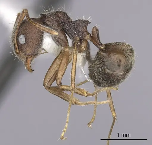 Dolichoderus affinis specimen CASENT0249575 image casent0249575_3