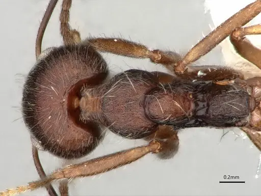 Dolichoderus affinis specimen CASENT0866541 image casent0866541_1