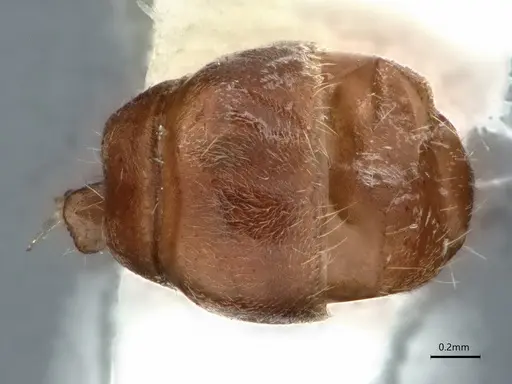Dolichoderus affinis specimen CASENT0866541 image casent0866541_2