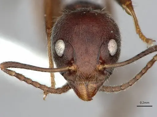 Dolichoderus affinis specimen CASENT0866541 image casent0866541_3