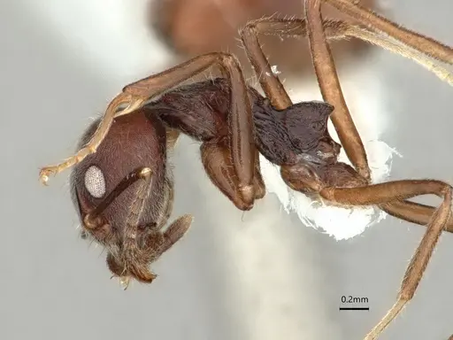 Dolichoderus affinis specimen CASENT0866541 image casent0866541_4