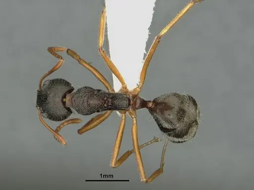 Dolichoderus affinis specimen CASENT0886075 image casent0886075_1
