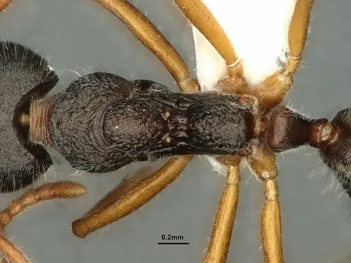 Dolichoderus affinis specimen CASENT0886075 image casent0886075_2