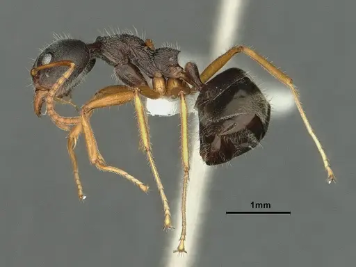 Dolichoderus affinis specimen CASENT0886075 image casent0886075_4