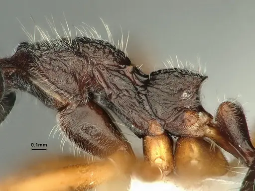 Dolichoderus affinis specimen CASENT0886075 image casent0886075_5
