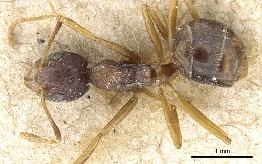 Dolichoderus affinis specimen CASENT0905017 image casent0905017_1