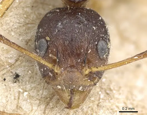 Dolichoderus affinis specimen CASENT0905017 image casent0905017_2