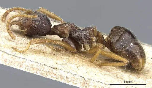 Dolichoderus affinis specimen CASENT0905017 image casent0905017_3