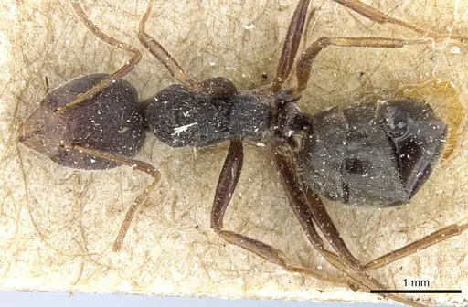 Dolichoderus affinis specimen CASENT0905018 image casent0905018_1
