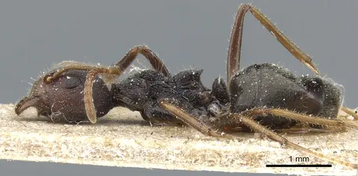 Dolichoderus affinis specimen CASENT0905018 image casent0905018_3