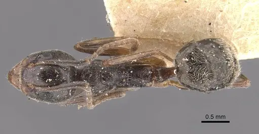 Dolichoderus affinis specimen CASENT0909479 image casent0909479_1
