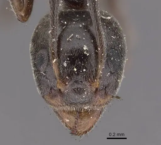 Dolichoderus affinis specimen CASENT0909479 image casent0909479_2