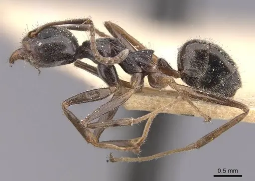 Dolichoderus affinis specimen CASENT0909479 image casent0909479_3
