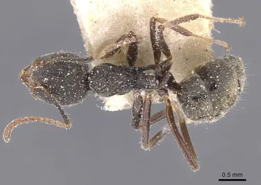 Dolichoderus affinis specimen CASENT0911502 image casent0911502_1