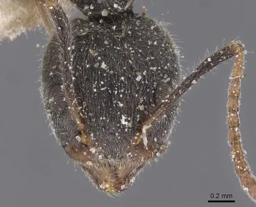 Dolichoderus affinis specimen CASENT0911502 image casent0911502_2