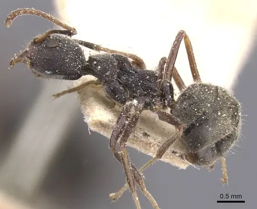 Dolichoderus affinis specimen CASENT0911502 image casent0911502_3