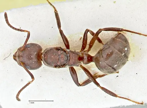 Dolichoderus affinis specimen FOCOL2780 image focol2780_1