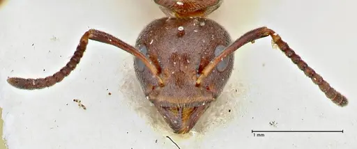 Dolichoderus affinis specimen FOCOL2780 image focol2780_2