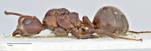Dolichoderus affinis specimen FOCOL2780 image focol2780_3