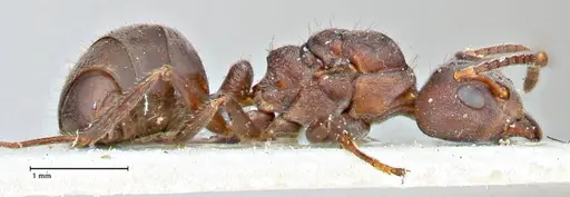 Dolichoderus affinis specimen FOCOL2780 image focol2780_4