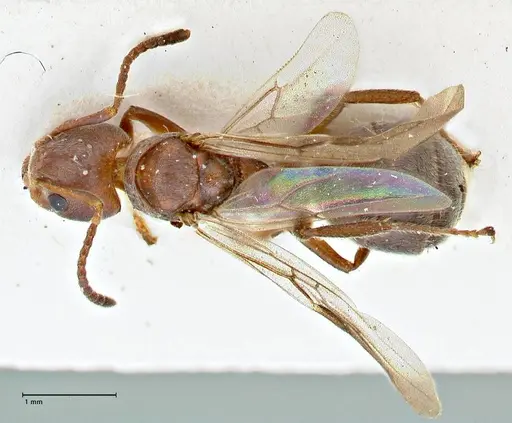 Dolichoderus affinis specimen FOCOL2781 image focol2781_1