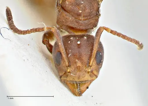 Dolichoderus affinis specimen FOCOL2781 image focol2781_2