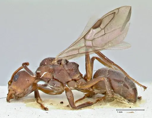 Dolichoderus affinis specimen FOCOL2781 image focol2781_3