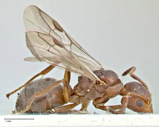 Dolichoderus affinis specimen FOCOL2781 image focol2781_4
